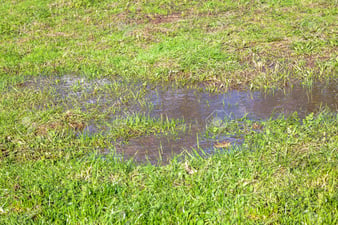 64152696-view-of-a-grass-and-puddle