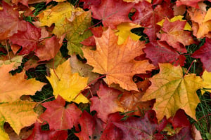 fall-leaves